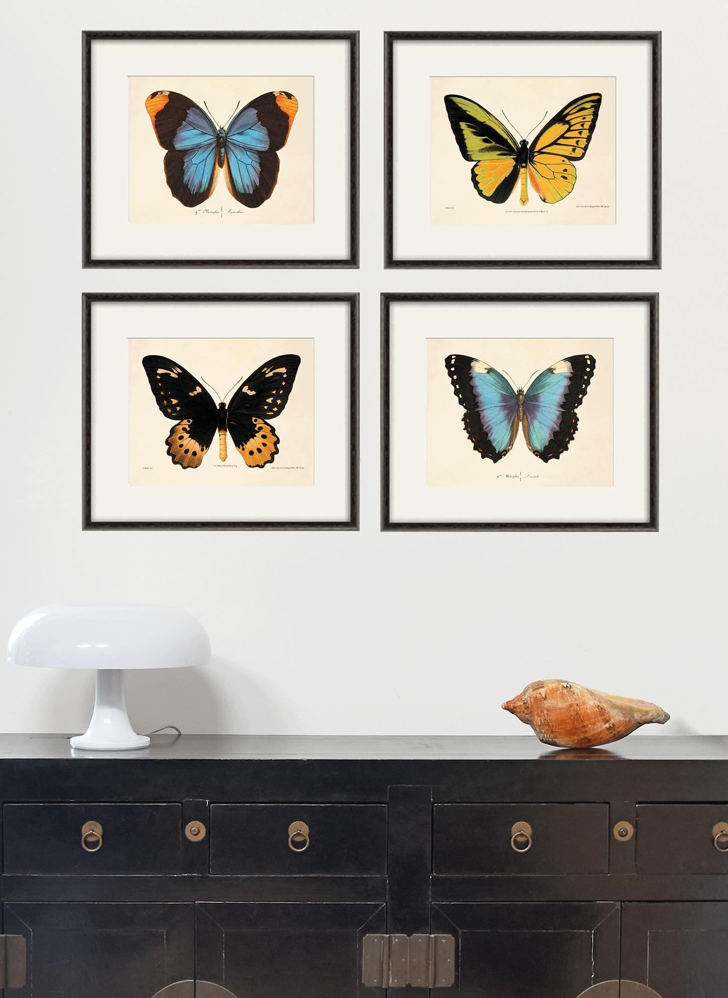 Antique Butterfly Art Butterfly Print Set Natural History Art Old ...