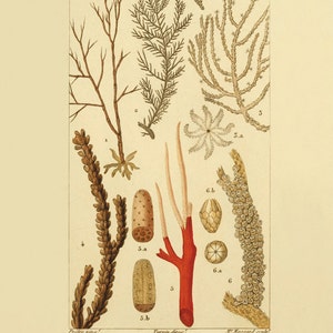 Antique Sea Coral art print vintage nautical print sea beach art Ocean art Antique wall art nature print natural history art Home decor art