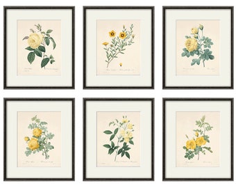 Vintage botanische kunstafdrukken gele roos: Frans huisjedecor