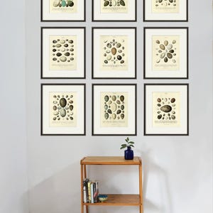 Antique Bird Eggs art Print vintage set of 9 prints Garden Wall decor garden print home decor wall art Victorian art Natural History art
