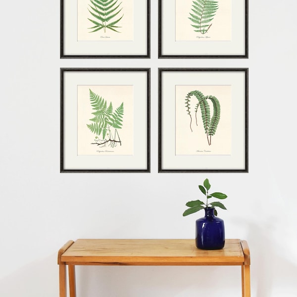Antieke varenprintset: Victoriaanse botanische muurkunst