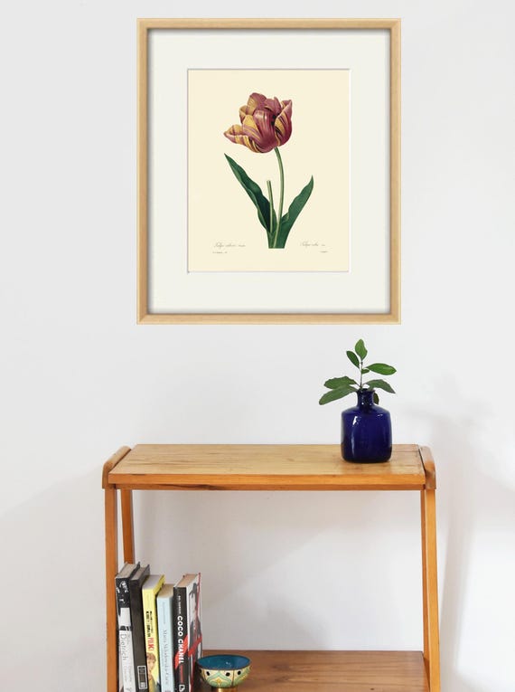 Antique Tulip Art Print: Victorian Botanical Illustration - Etsy