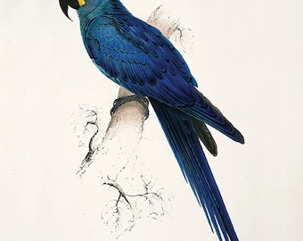 Antique Parrot Art Print: Victorian Bird Wall Decor