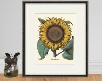 Grabado botánico antiguo de girasoles: Arte vintage de Basilius Besler
