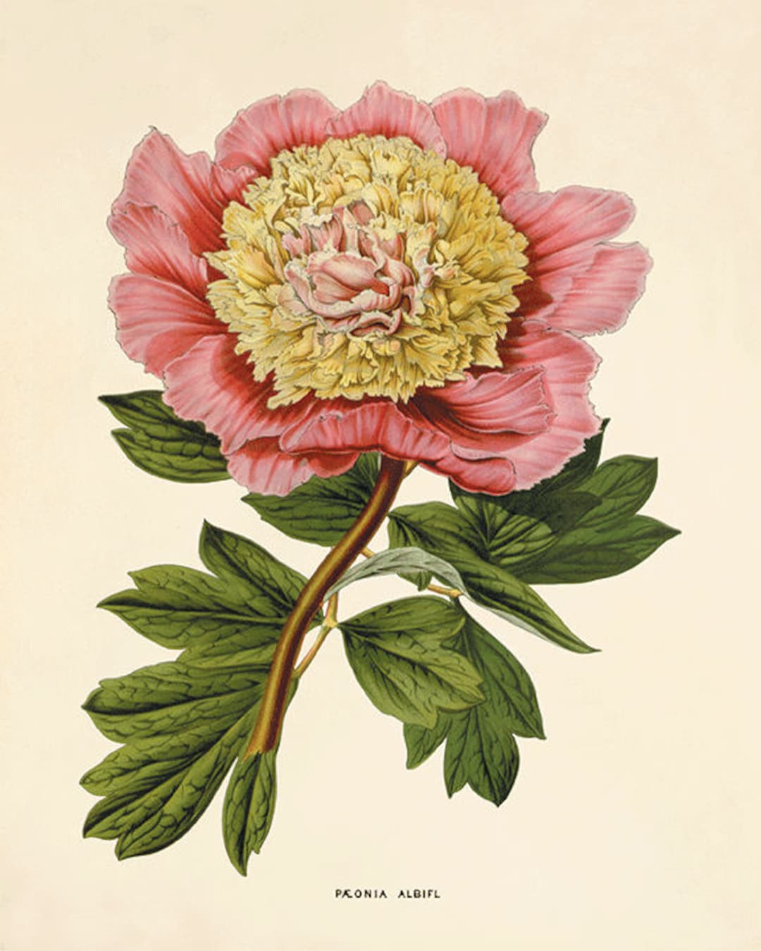 Pink Peony Art Antique Flower Art Print Antique Wall Art Vintage Flower ...