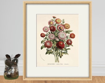 Antique Chrysanthemum Print: Vintage Botanical Art, French Floral Decor