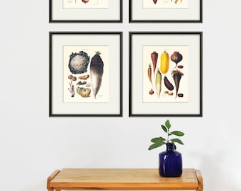 Antique Vegetable Botanical Print: Kitchen Wall Art