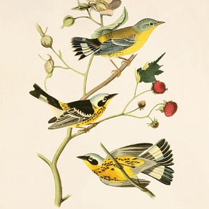May include: A vintage illustration of three yellow-rumped warblers perched on a branch with berries and a pink flower. The birds are depicted in a realistic style with detailed feathers and markings. The caption reads "Black and yellow Wood Warbler".