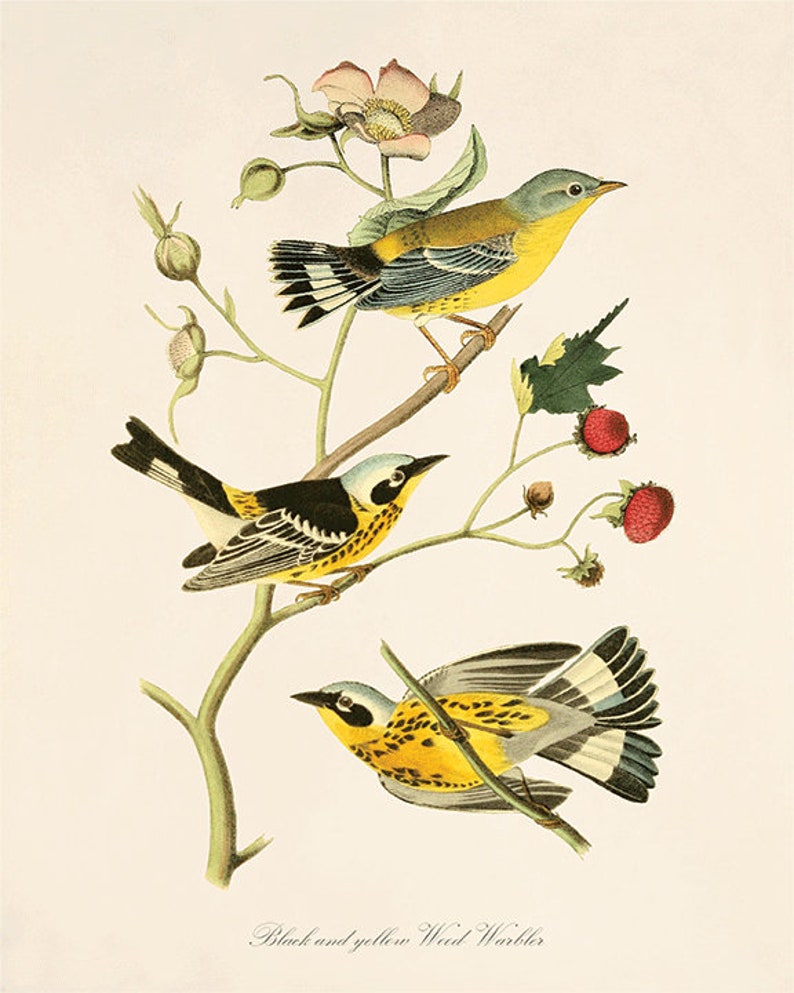 May include: A vintage illustration of three yellow-rumped warblers perched on a branch with berries and a pink flower. The birds are depicted in a realistic style with detailed feathers and markings. The caption reads "Black and yellow Wood Warbler".