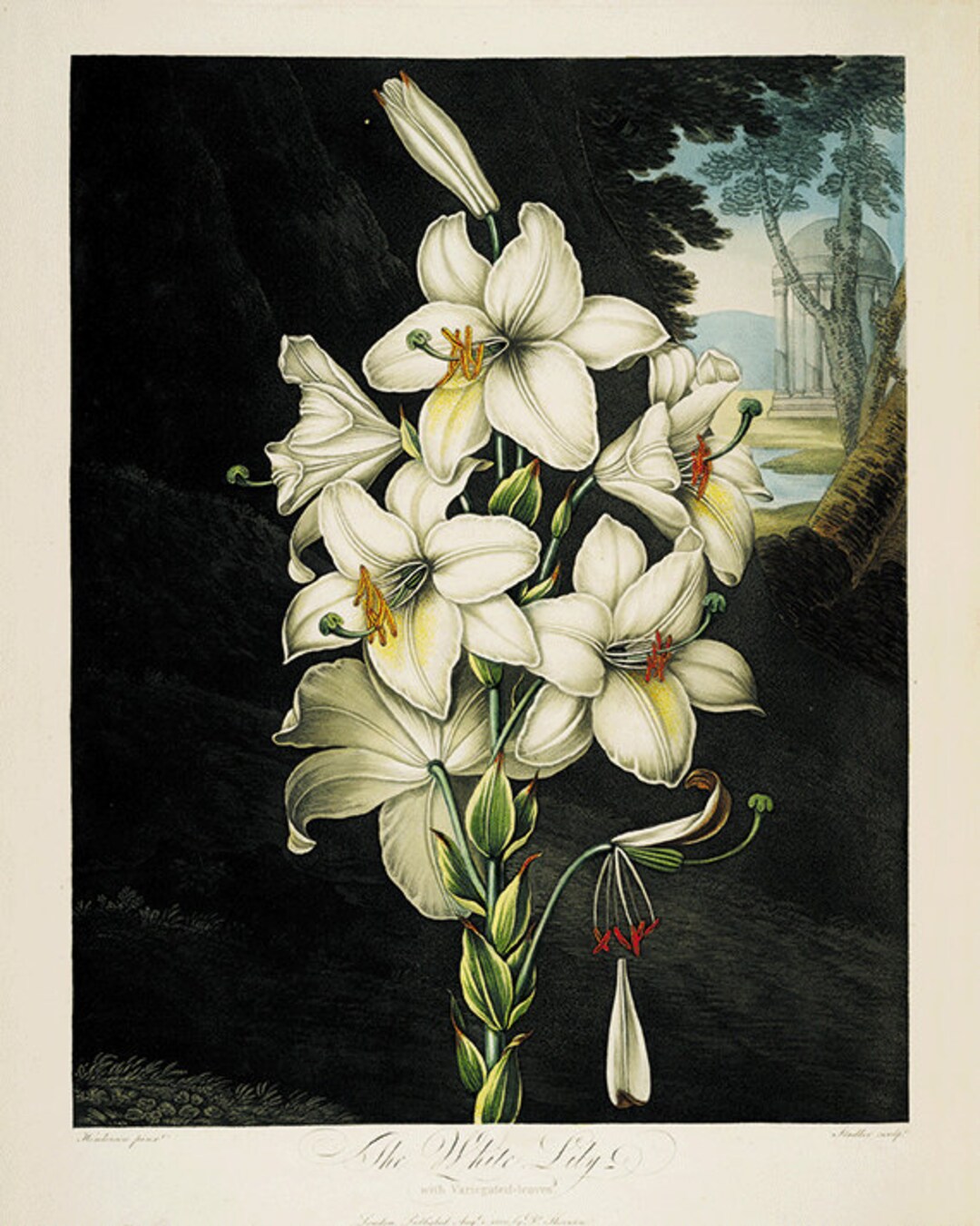 White Lily Art Print Vintage Botanical Prints Garden Wall Art Home ...
