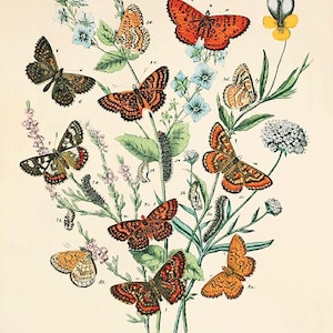 Antique Butterfly art print  Butterfly Print Natural History art old prints antique prints Victorian art butterfly decor home decor wall art