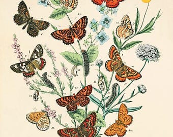 Vintage Butterfly Print: Victorian Botanical Art Wall Decor