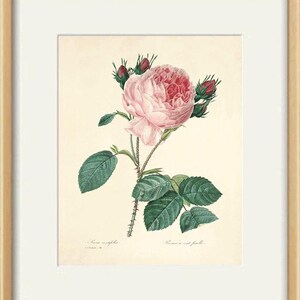 Pink Rose Art Print Vintage Flower Print Cottage Wall Art Victorian ...