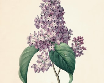 Lilac Botanical Art Print: Antique French Floral Illustration