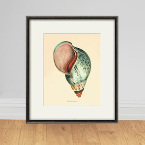 Puede incluir: Una ilustración vintage enmarcada de una concha de mar verde, rosa y roja. La concha se representa en un estilo realista con detalles intrincados.