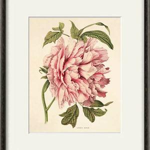 May include: A vintage botanical illustration of a pink peony flower with green leaves. The image is titled "Lourens Monster".