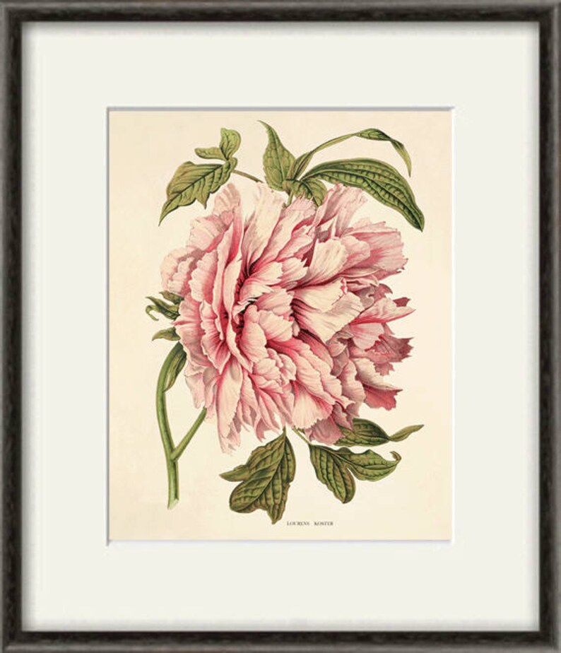 May include: A vintage botanical illustration of a pink peony flower with green leaves. The image is titled "Lourens Monster".