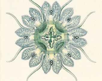 Vintage manetkonsttryck: Ernst Haeckel Nautisk havsdekor
