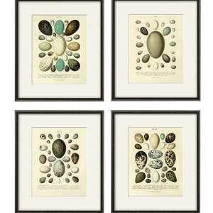 Set of 4 prints Bird Eggs print antique wall art large print garden print home decor wall Victorian art Natural History kitchen art print