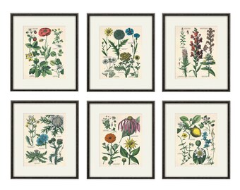 Kitchen Herbs wall art antique botanical print set of 6 herb art print kitchen poster  kitchen decor wall antique wall art herb wall decor