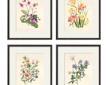 Antique Botanical Prints - Set of 4 - French Floral art