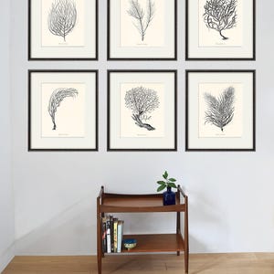 Sea coral art print Nautical art print set of 6 antique wall art beach Ocean art print Home decor wall art coral Sea art print Victorian art