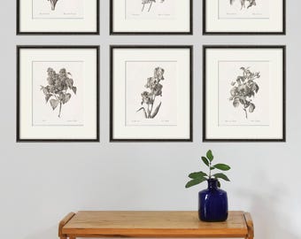 Juego de 6 láminas botánicas antiguas: Bocetos florales franceses