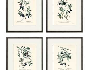 French Olive Branch Botanical Print Set: Antique Cottage Wall Art