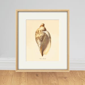 May include: A vintage illustration of a seashell with a brown and white pattern. The shell is depicted against a cream background with the text "Voluta  Havanensis" printed below.