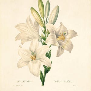 White Lily vintage flower art print Cottage wall art Victorian print French wall art botanical antique wall art Flower wall art Garden print