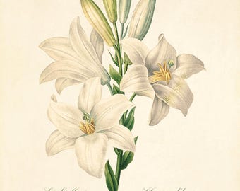 White Lily vintage flower art print Cottage wall art Victorian print French wall art botanical antique wall art Flower wall art Garden print