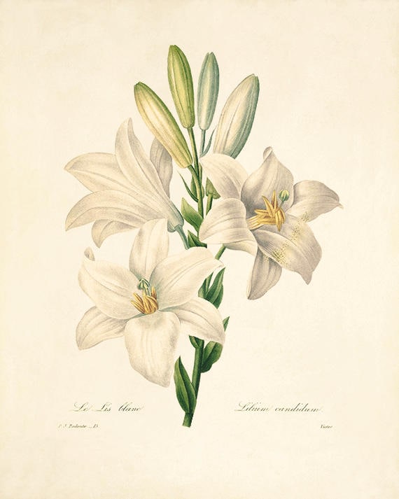 Vintage Lilium (Lily) Botanical Art Print Vintage Lilium (Lily) Botanical Art Print