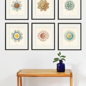 Jellyfish art coastal art prints nautical print Ocean Decor Beach wall decor coastal prints Sea beach art coastal wall art vintage Ocean art