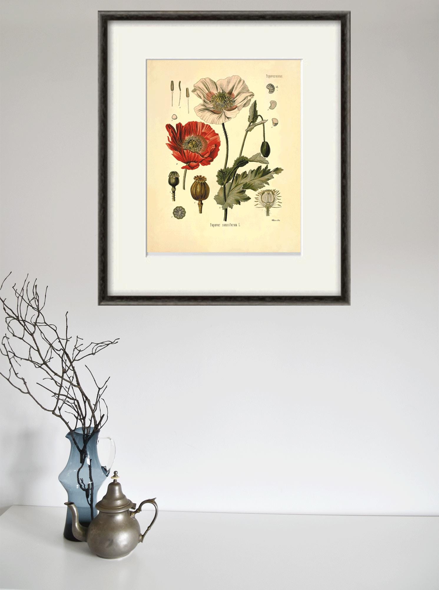 美術品・アンティーク・コレクション ボタニカルアート 植物画 ポピー