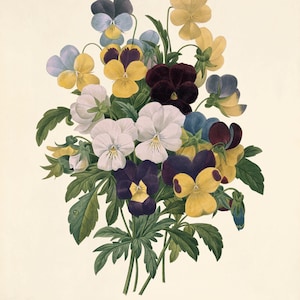 Impressão botânica de amor-perfeito antigo: arte de parede com flores francesas vintage