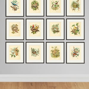 Conjunto de 12 impresiones de aves antiguas, impresiones artísticas de aves, decoración de pared de jardín vintage, decoración de aves, arte de pared antiguo, regalo de aves, arte de historia natural, póster de aves