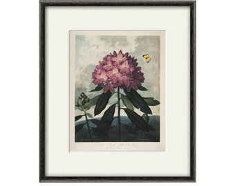 Rhododendron antique Botanical Art Prints antique prints flower art print Victorian art old prints French art Garden Wall Art Vintage prints