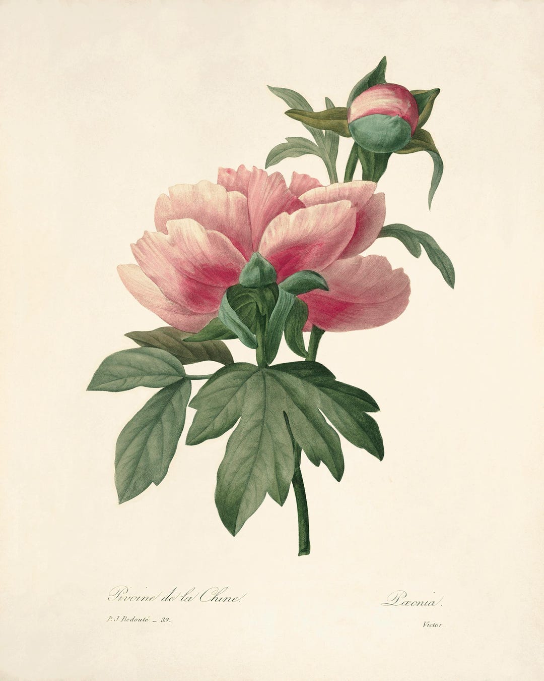 Pink Peony Art Vintage Flower Art Print Cottage Wall Art Botanica Print ...