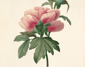 Antique Pink Peony Print: French Victorian Botanical Wall Art