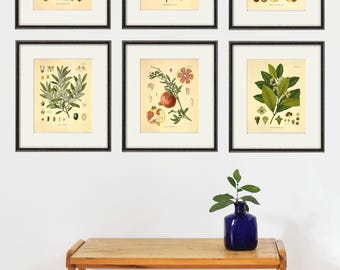 Antique Kitchen Herbs Botanical Print Set of 6