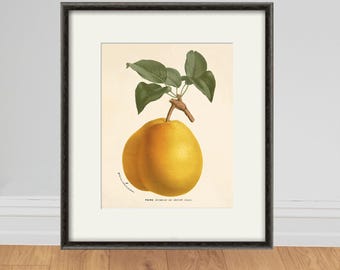 Antique Pear Botanical Print: Vintage Fruit Garden Wall Art