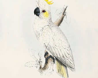 Antique Parrot Art Print: Victorian Bird Illustration, Nature Wall Decor