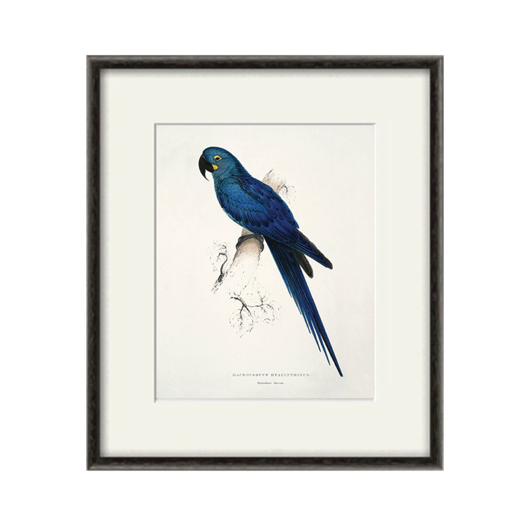 Image showcasing Parrot Art Print Antique Bird Print Nature Wall Art Victorian Print ...