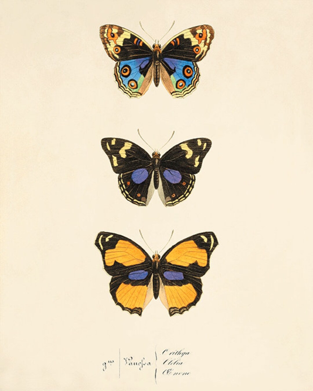 Vintage Butterfly Art Print: Antique Victorian Garden Decor - Etsy