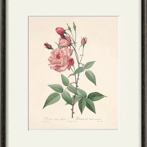 Pink Rose Print Antique Prints Botanical Wall Art Home Decor Wall ...
