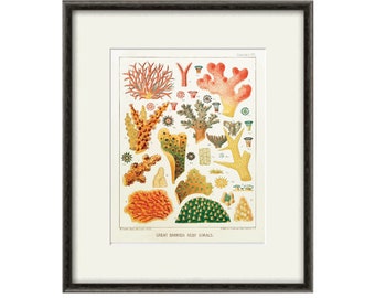 Sea Coral art print Vintage sea art print old prints nautical art print Ocean art print  Natural History art sea life art nature art print