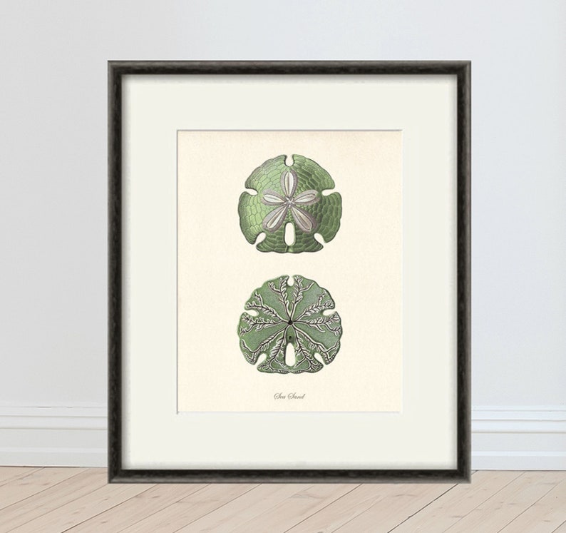 Sea urchins art print Vintage prints old prints Nautical art print Ocean Decor Natural History sea life art nature print Beach House Decor image 1