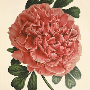 Antieke roze pioenroos: Victoriaanse botanische kunst