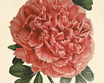 Pink peony art antique flower art print antique wall art vintage Flower decor botanical prints Garden print Victorian print home decor art