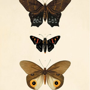 Antique Butterfly Art Butterfly Print Set Natural History Art Old ...